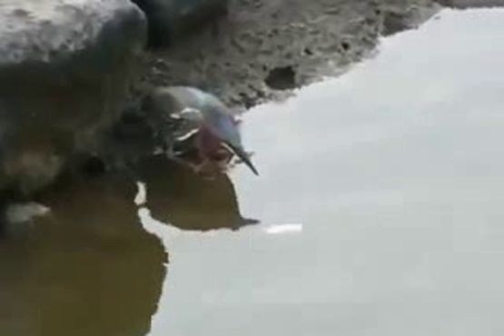 پرنده دام گذار