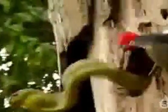 جنگ دارکوب و مار