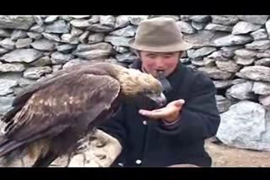 شکار گرگ با عقاب
