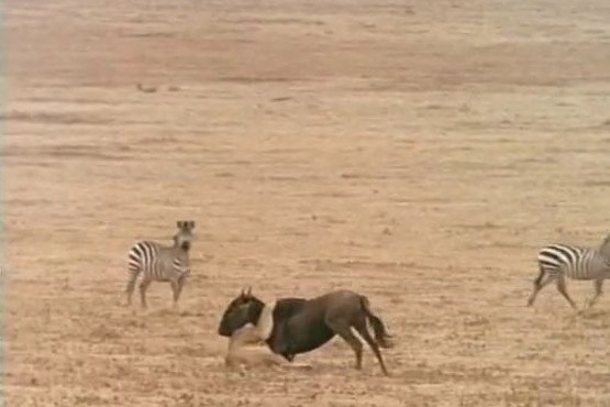 صحنه‌ای از حیات وحش
