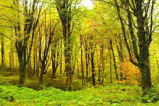 افزوده شدن یک میلیون هکتار به سطح جنگل‌های کشور