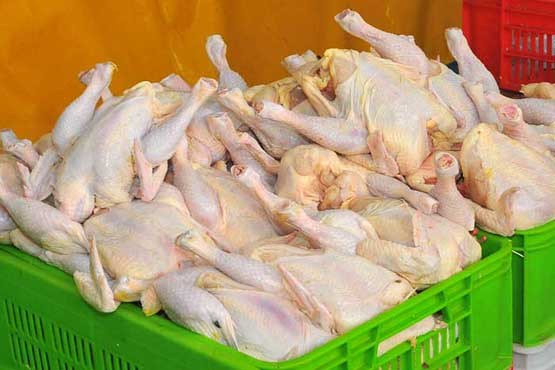 توزیع ۷۰ هزار تن مرغ ۵۱۰۰ تومانی از امروز