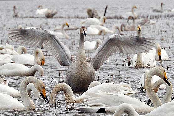 دریاچه هیرم میزبان پرندگان مهاجر