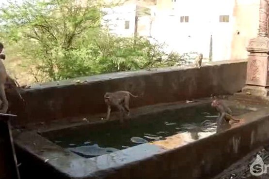 شیرجه بمبی میمونها