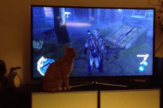 گربه و بازی Assassin's Creed III