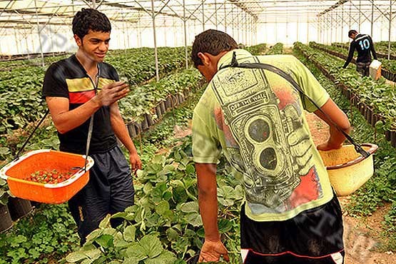 افتتاح اولین گلخانه هیدروپونیک توت‌فرنگی در آذربایجان غربی