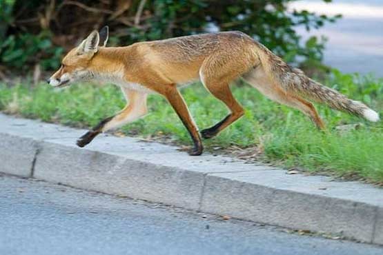 شکار روباه ها در تهران