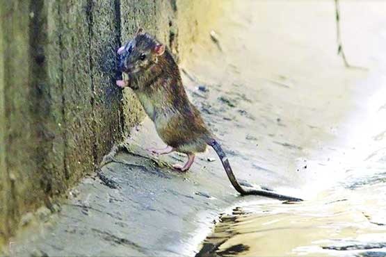 لشکرکشی موش‌ها در شهر