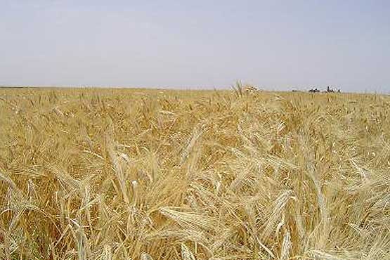 کم‌آبی در 50 درصد از مزارع گندم و جو خراسان‌شمالی