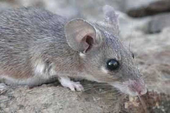 موش های تهران سرشماری می شوند