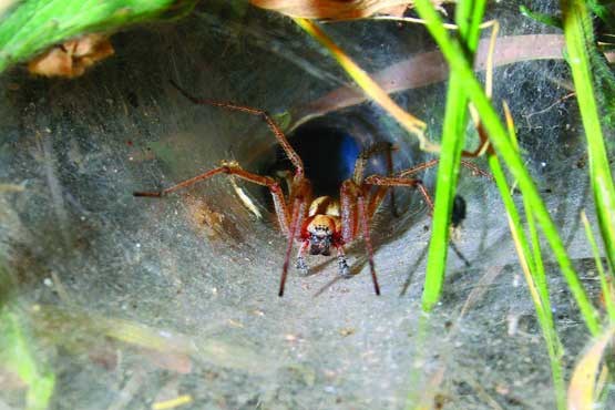 عنکبوت تور قیفی