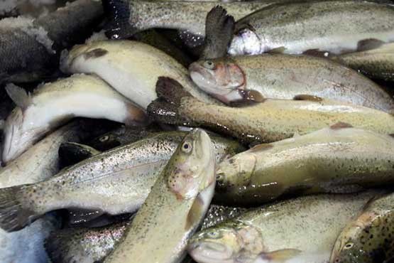 علت افزایش قیمت ماهی