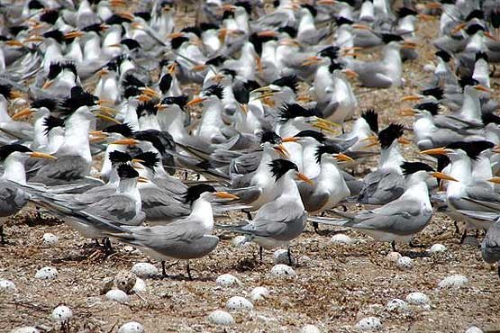 جزیره نخیلو بهشت پرندگان در جنوب ایران