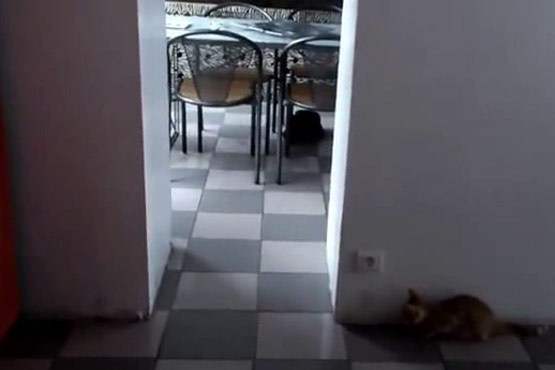 بازی گربه‌ها