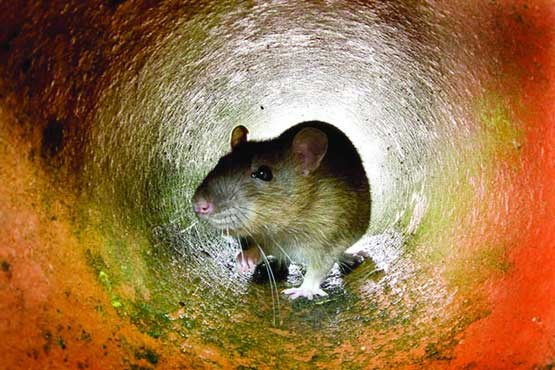 موش‌ها چه آسیب‌هایی به زندگی شهری می‌زنند؟