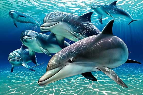 دلفین ها یکدیگر را با اسم صدا می زنند