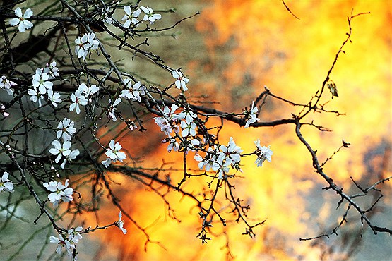 شکوفه های بهاری
