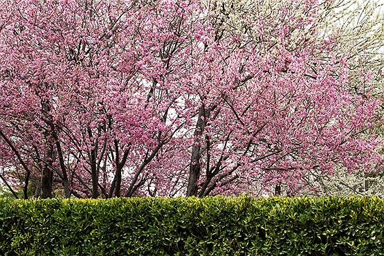 شکوفه های بهاری در اصفهان
