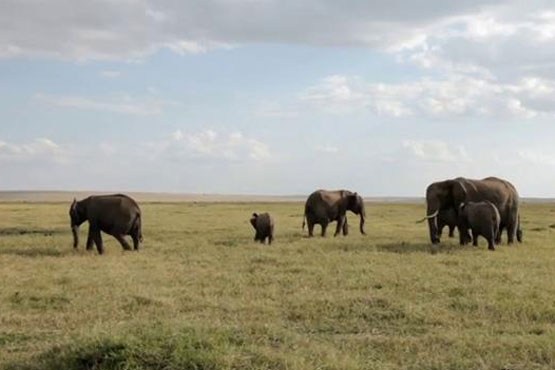 برخورد مرگبار قطار با گله فیل برخورد مرگبار قطار با گله فیل