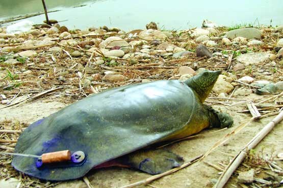 نبض لاک‌پشت‌ فراتی هنوز در خوزستان می​زند