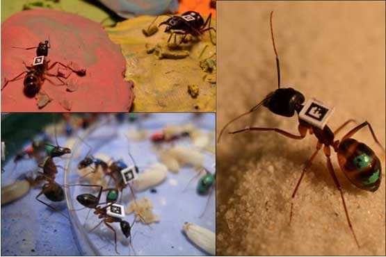 مورچه ها؛ تغییر شغل می دهند