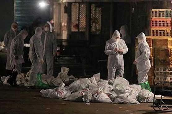 شمار تلفات آنفلوانزای پرندگان در چین به 38 نفر رسید