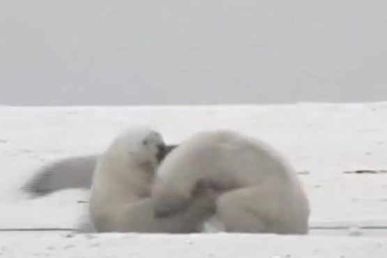 نبرد خرس های قطبی