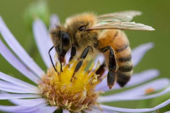 آموزش مین یابی به زنبورهای عسل