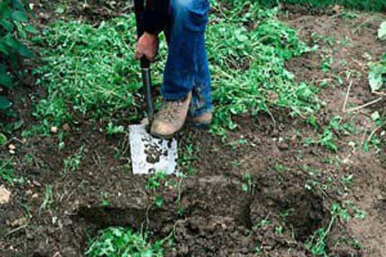 تقویت زمین با کود سبز