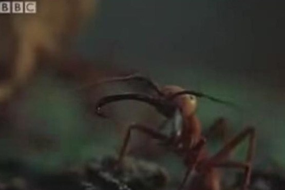 ارتش مرگبار مورچه ها