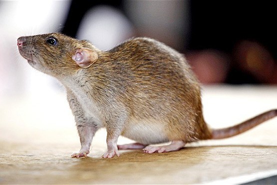 حکم اخراج برای موش‌های تهران