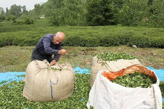 پیش‌بینی تولید بیش از 9 هزار تن برگ سبز چای در تنکابن