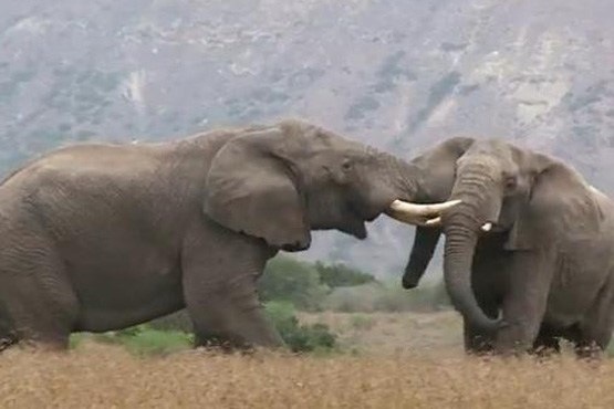 نبرد فیل ها