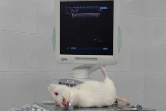 کشف پروتئین موثر در جوان سازی قلب موش های پیر