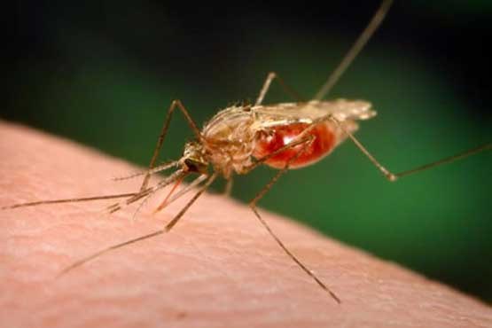 آشکارساز موشکی به جنگ مالاریا می‌رود