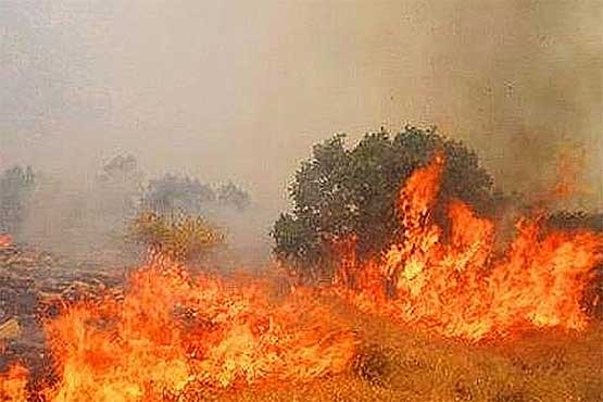 5 هزار درخت زیتون در آتش سوخت