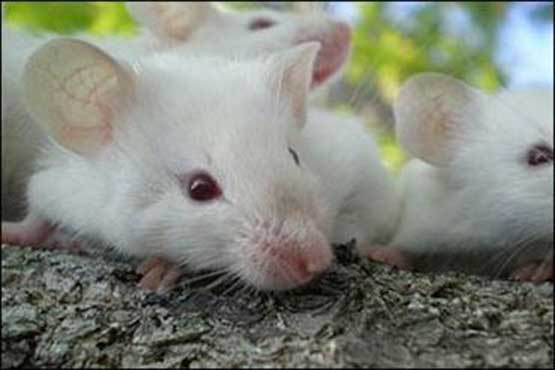 تپش قلب موش با سلول های انسانی