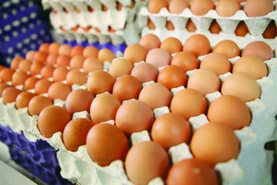 درج قیمت روی تخم مرغ در سه استان کشور اجباری شد