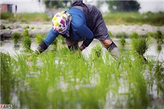 پیش‌بینی تولید 2 میلیون تن برنج از شالیزارها