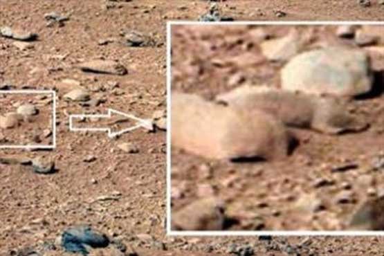 رصد یک موش صحرایی روی مریخ