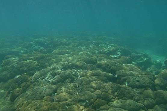 مرجان‌ها عامل کنترل آلودگی خلیج‌فارس‌