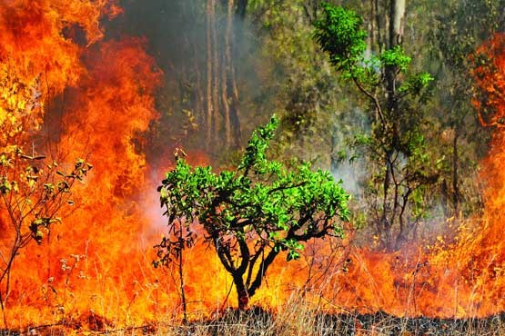 مهار آتش‌سوزی در جنگل‌های نکا