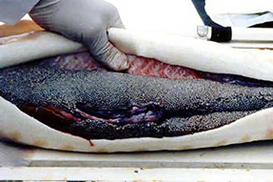 کاهش ذخایر ماهیان خاویاری در دریای خزر