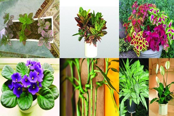 گیاهانی که به خانه شما زیبایی می​دهند