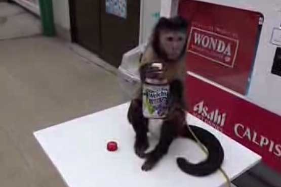 میمون نوشابه می خرد