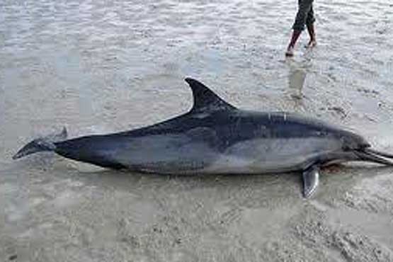 مرگ یک دلفین در ساحل جزیره هنگام