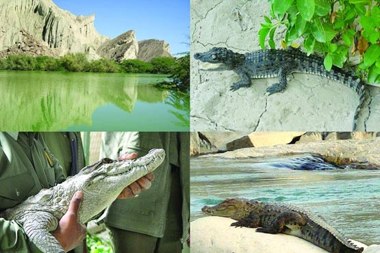 تجاوز به حریم تمساح ایرانی