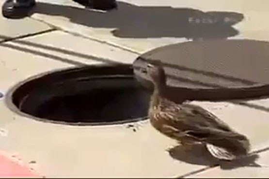 اردک مادر و نجات جوجه‌ها