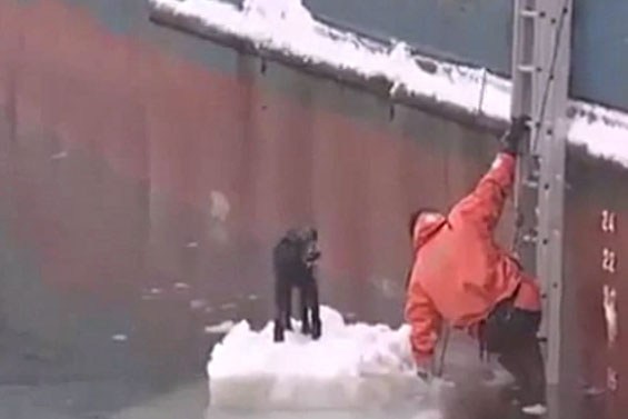 نجات سگ ازمیان آبهای یخ زده