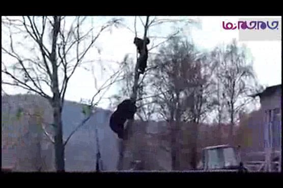حمله خرس به  یک مرد در روسیه